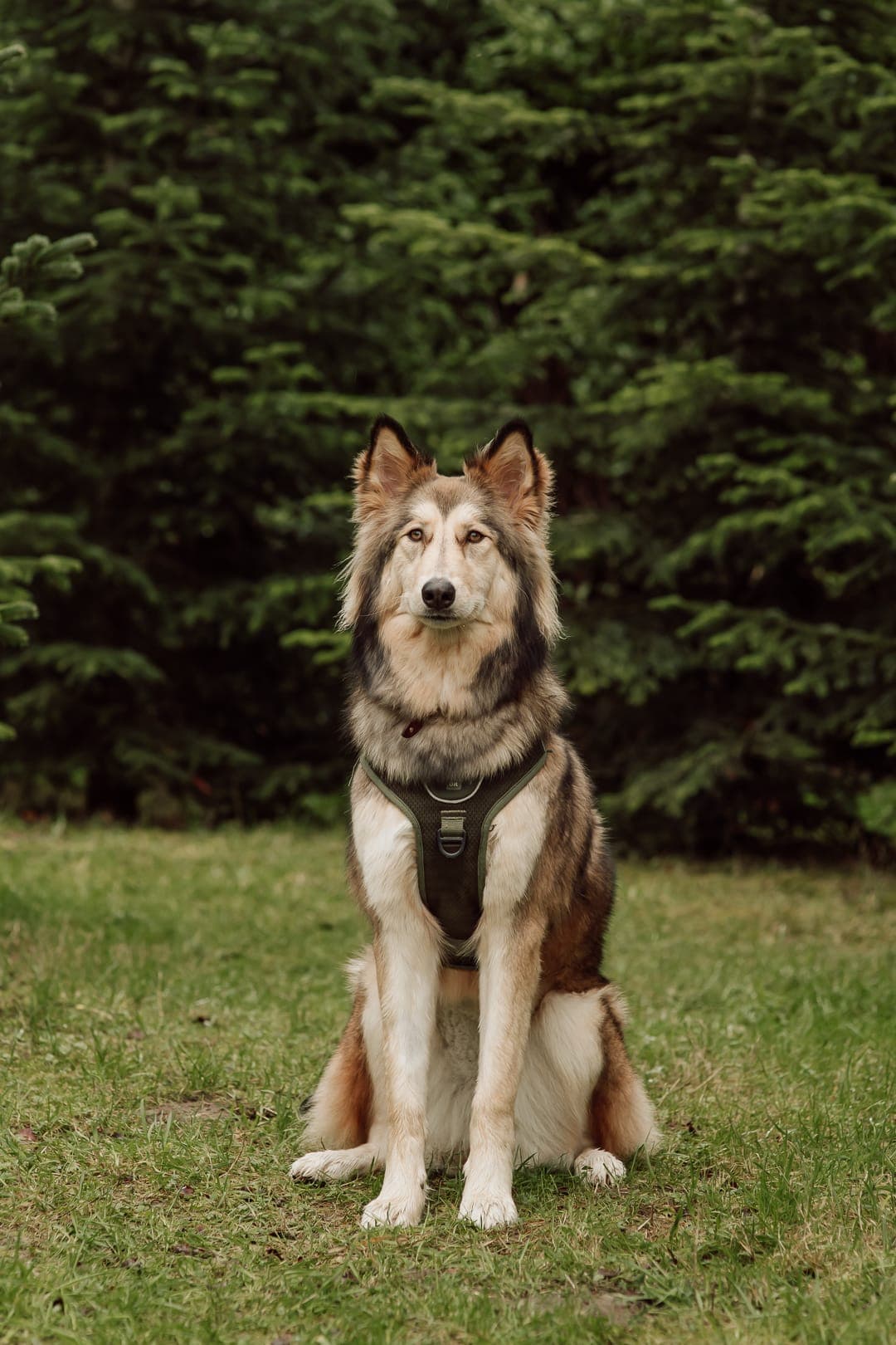 Wolfachtige hond met harnas zit rechtop in het gras en kijkt recht in de camera