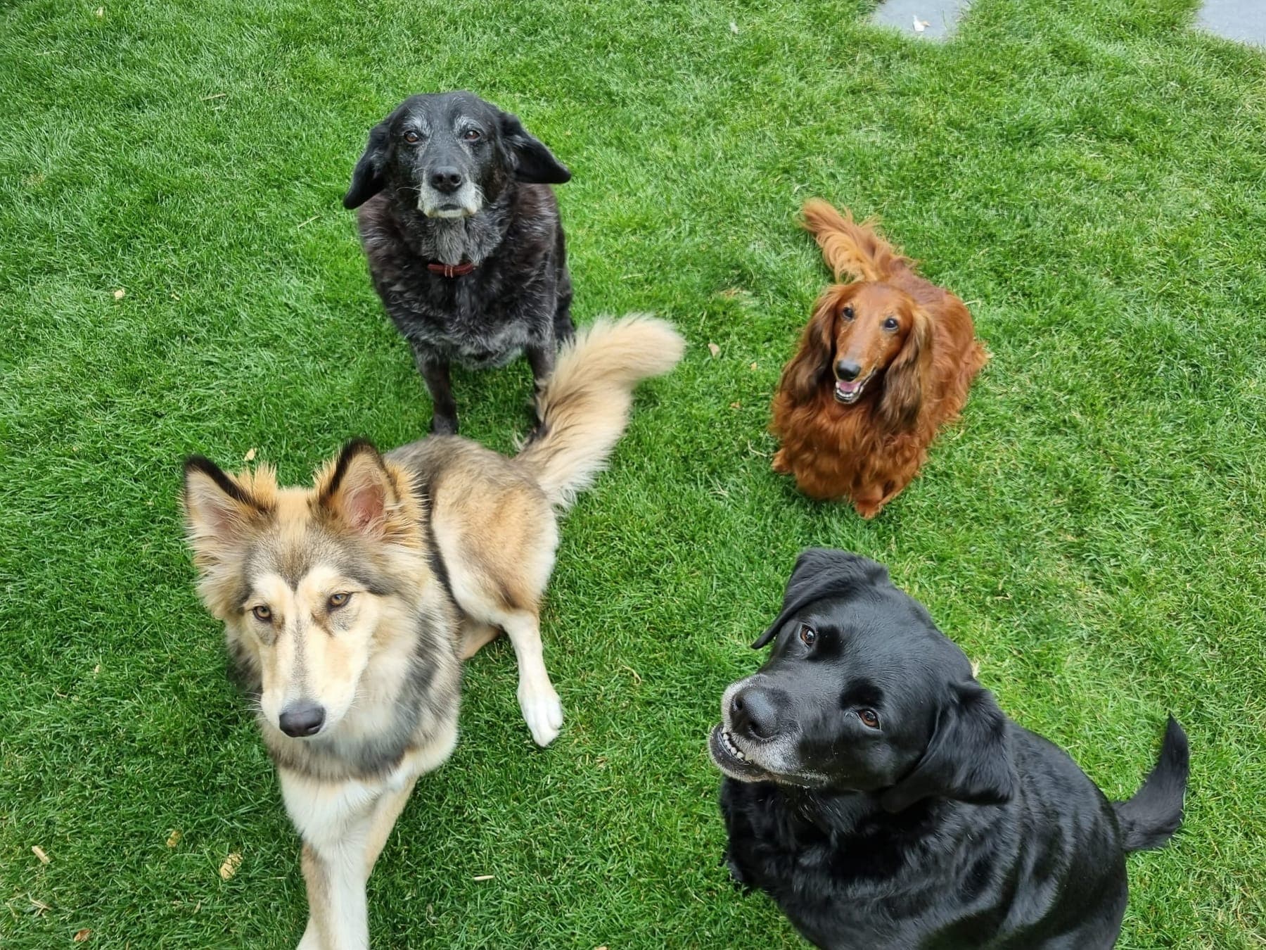 Vier honden van verschillende leeftijden en rassen liggen samen in het gras en kijken omhoog