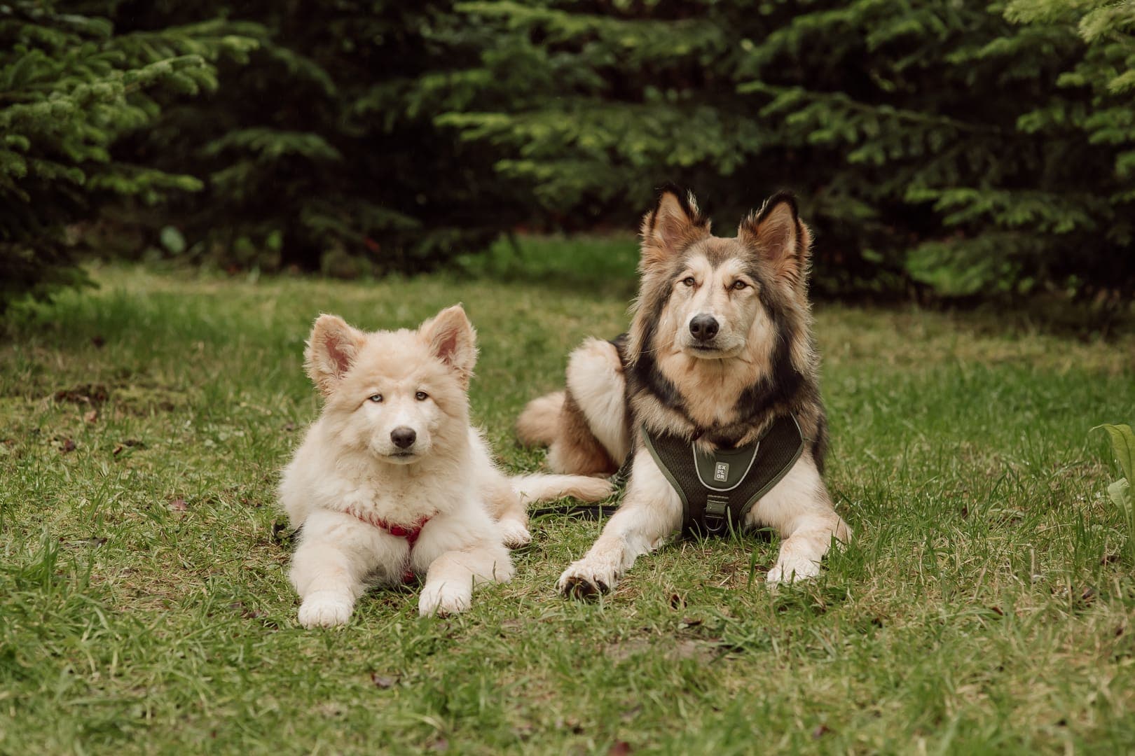 Een lichte pup en een volwassen hond liggen samen in het gras